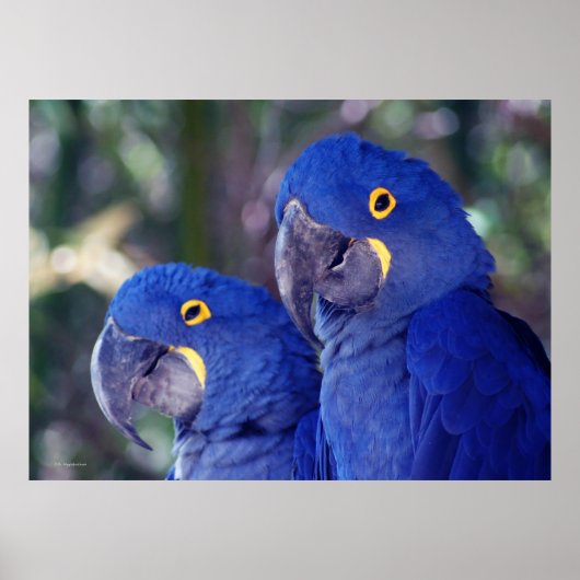 Hyacinth Macaws Poster (Vorne)