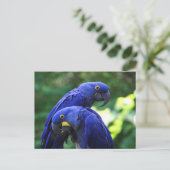 Hyacinth Macaws Postkarte (Stehend Vorderseite)