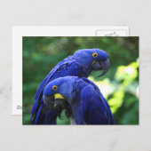 Hyacinth Macaws Postkarte (Vorne/Hinten)