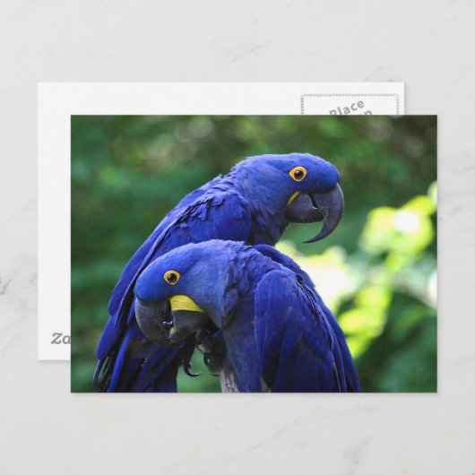 Hyacinth Macaws Postkarte (Vorne/Hinten)