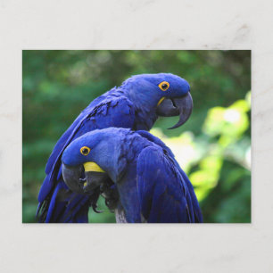 Hyacinth Macaws Postkarte