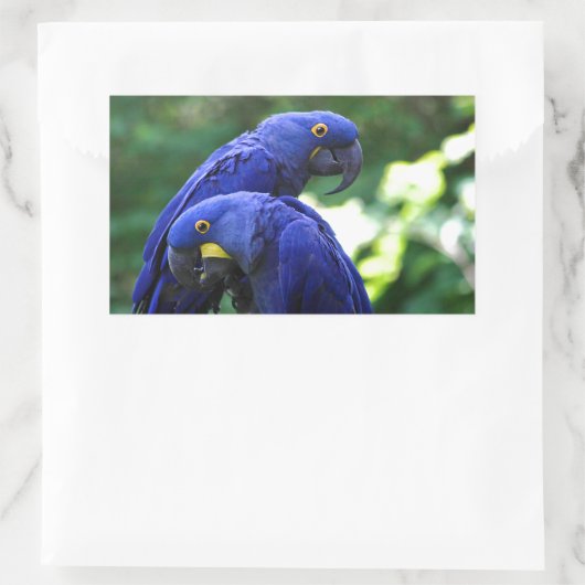 Hyacinth Macaws Rechteckiger Aufkleber (Tasche)