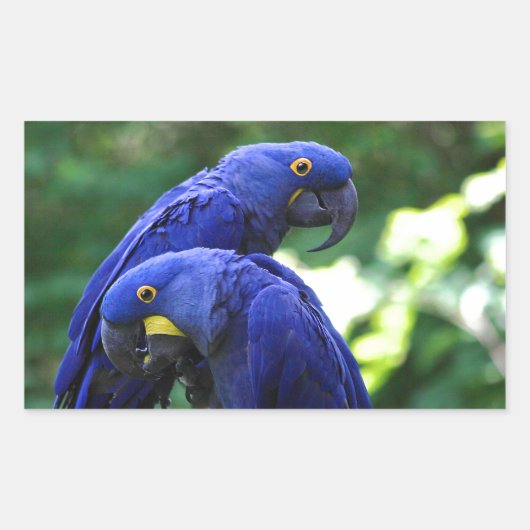 Hyacinth Macaws Rechteckiger Aufkleber (Vorderseite)