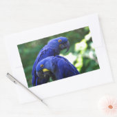 Hyacinth Macaws Rechteckiger Aufkleber (Umschlag)