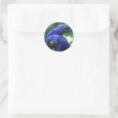 Hyacinth Macaws Runder Aufkleber (Tasche)