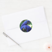 Hyacinth Macaws Runder Aufkleber (Umschlag)
