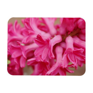 Hyacinth Pink Magnet