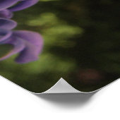 Hyacinth und Forsythia Poster (Ecke)