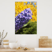 Hyacinth und Forsythia Poster (Küche)