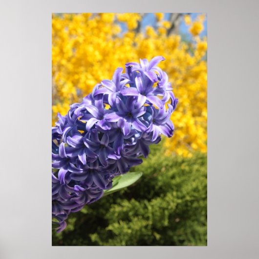 Hyacinth und Forsythia Poster (Vorne)