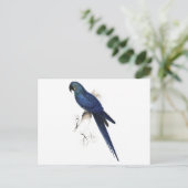 Hyacinthine Maccaw durch Edward Lear Postkarte (Stehend Vorderseite)