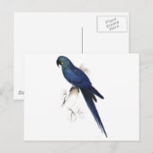 Hyacinthine Maccaw durch Edward Lear Postkarte (Vorne/Hinten)