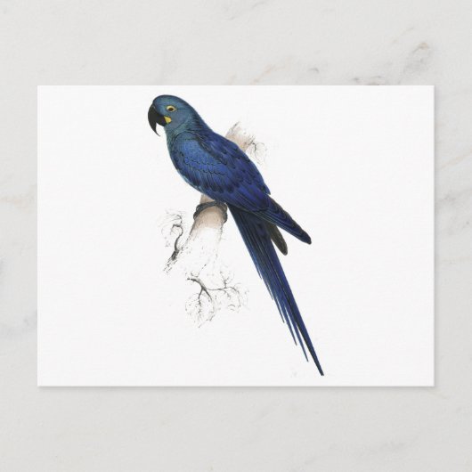 Hyacinthine Maccaw durch Edward Lear Postkarte (Vorderseite)