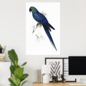 Hyacinthine Maccaw von Edward Lear Poster (Heimbüro)