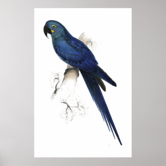 Hyacinthine Maccaw von Edward Lear Poster