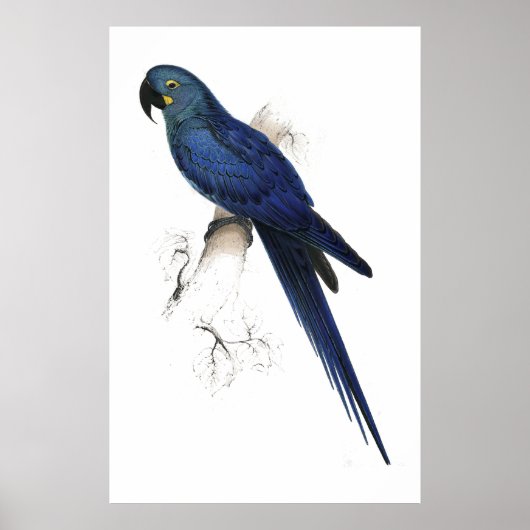Hyacinthine Maccaw von Edward Lear Poster (Vorne)