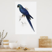 Hyacinthine Maccaw von Edward Lear Poster (Küche)