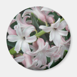 Hyacinths Magnet