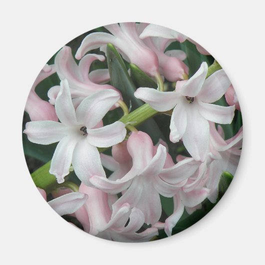 Hyacinths Magnet (Vorne)