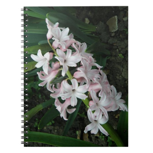 Hyacinths-Notebook Notizblock (Vorderseite)
