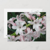 Hyacinths Postcard Postkarte (Vorne/Hinten)