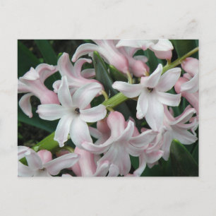 Hyacinths Postcard Postkarte