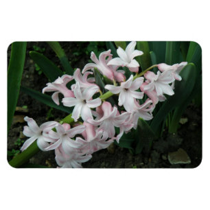Hyacinths Premium Magnet