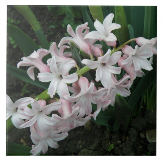 Hyacinths Tile Fliese (Vorderseite)