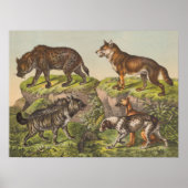Hyaena (Hyena), Wolf und Hunde Poster (Vorne)