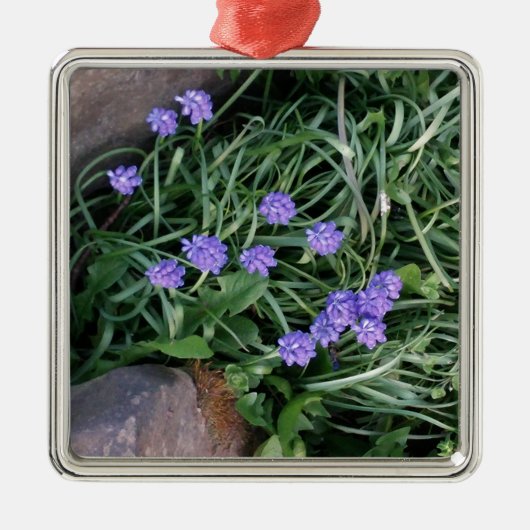 Hyakinth, blaue lila Blume, blumenreich Silbernes Ornament (Vorne)