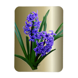 Hyakinth-Blume in Vollblut Magnet