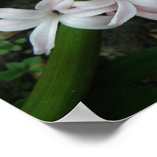 Hyakinth in Bloom Print Poster (Ecke)