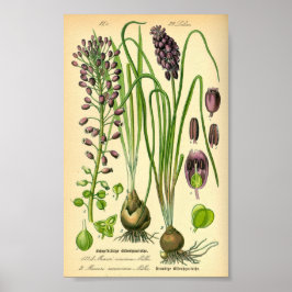Hyakinth (Muscari neglectum) Poster
