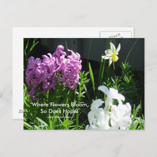 Hyakinthen & affodil postkarte (Vorne/Hinten)
