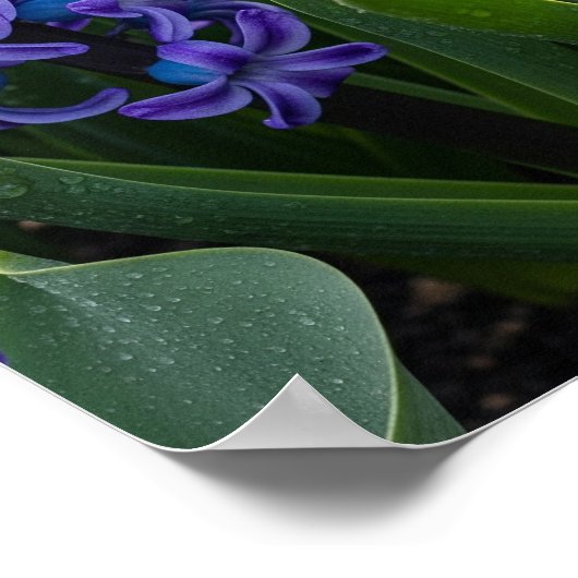 Hyakinthen im Blut Poster (Ecke)