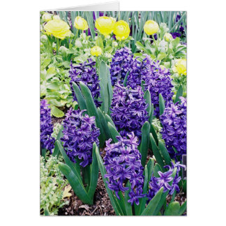 Hyakinthen und Afrikanische Tulips