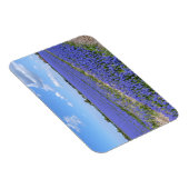 Hyakinthenfeld Magnet (Rechte Seite)