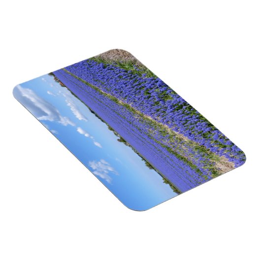 Hyakinthenfeld Magnet (Rechte Seite)