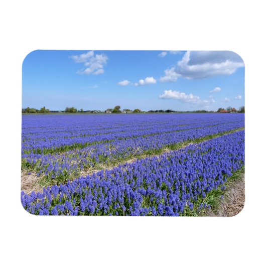 Hyakinthenfeld Magnet (Horizontal)