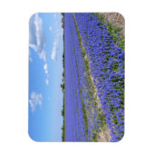 Hyakinthenfeld Magnet (Vertikal)