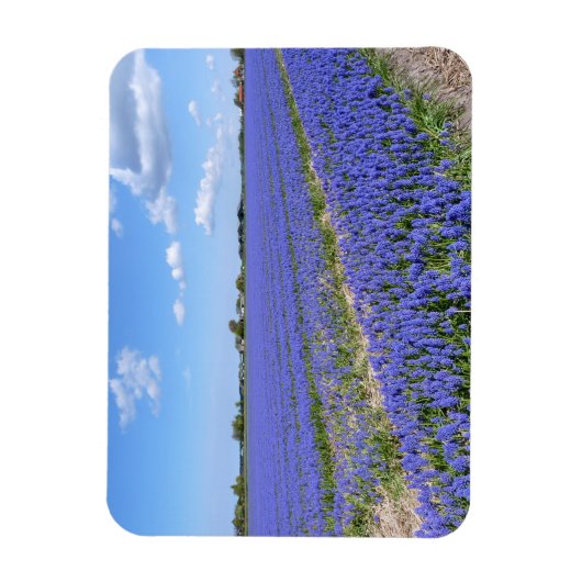 Hyakinthenfeld Magnet (Vertikal)