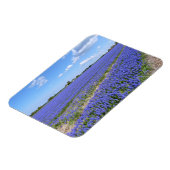 Hyakinthenfeld Magnet (Linke Seite)