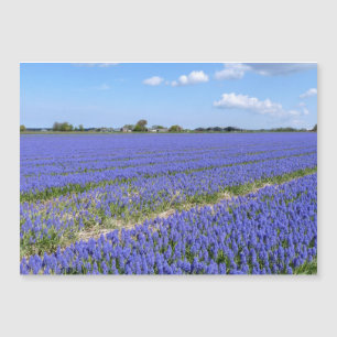 Hyakinthenfeld Magnetkarte