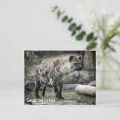 Hyäne lachen:Postkarte Postkarte (Stehend Vorderseite)