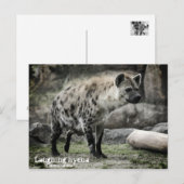 Hyäne lachen:Postkarte Postkarte (Vorne/Hinten)