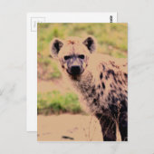 Hyäne Postkarte (Vorne/Hinten)