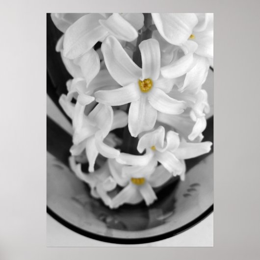 Hyazinthe in Schwarz-Weiß Poster (Vorne)