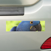 HyazintheMacaw Autoaufkleber (Auf Auto)