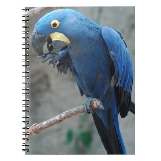 Hyazinthemacaw-Notizbuch Notizblock (Vorderseite)