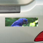 HyazintheMacaws Autoaufkleber (Auf Auto)